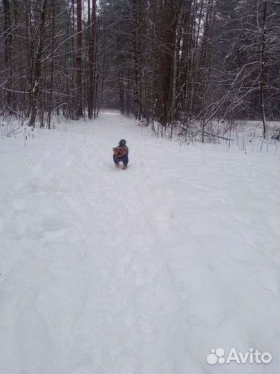 Для вязки Йоркширский терьер