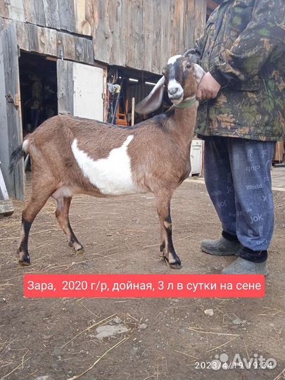 Дойная коза, козёл на племя, козлята Нубийские