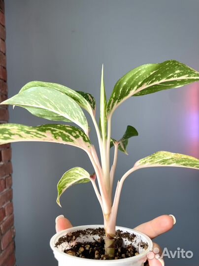 Аглаонема кокомелон