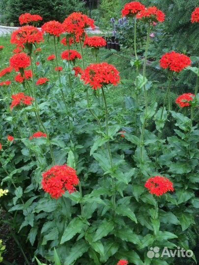 Многолетние садовые растения