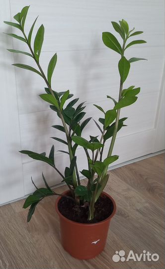 Замиокулькас