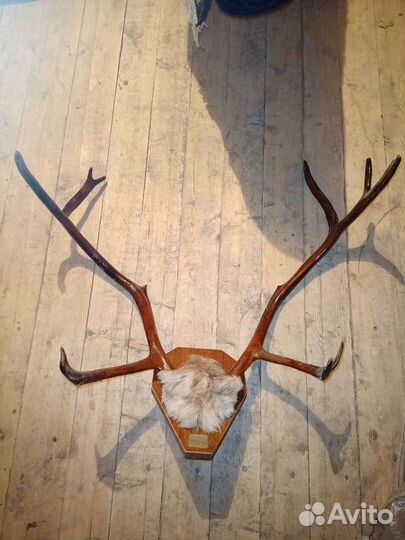 Рога оленя