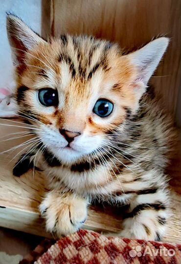 Бенгальские котята