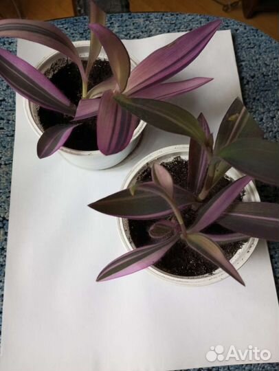 Руэллия, Рэо, Сеткретазия пурпурная