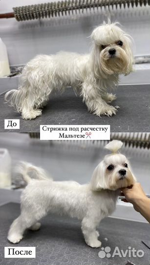 Стрижка собак и кошек, уз чистка зубов