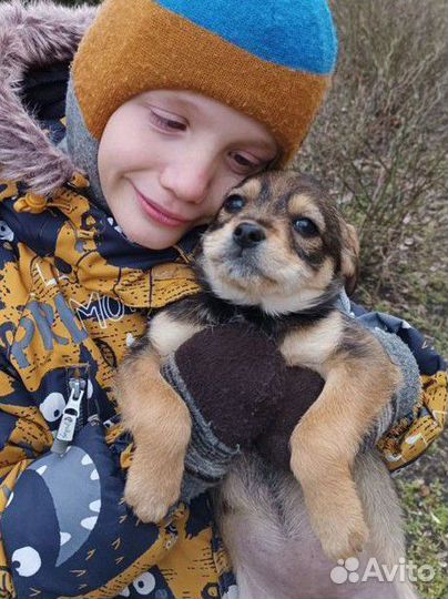 Щенок девочка, 4,5м., ягдтерьер+джек-рассел-терьер