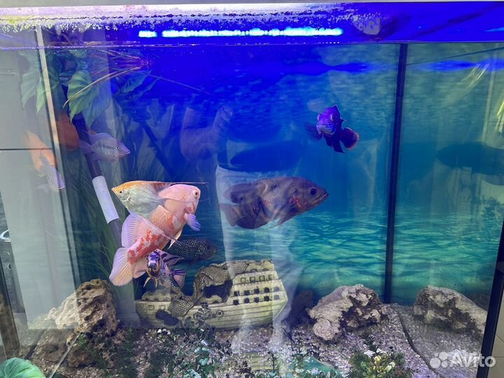 Аквариум с тумбой и рыбками