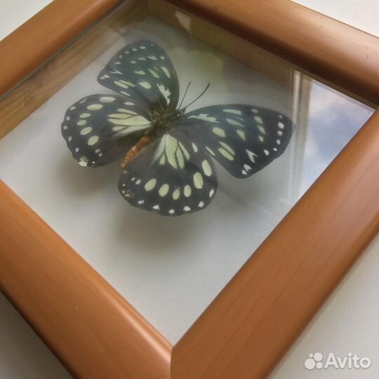 Бабочка Евксантский еврином в рамке