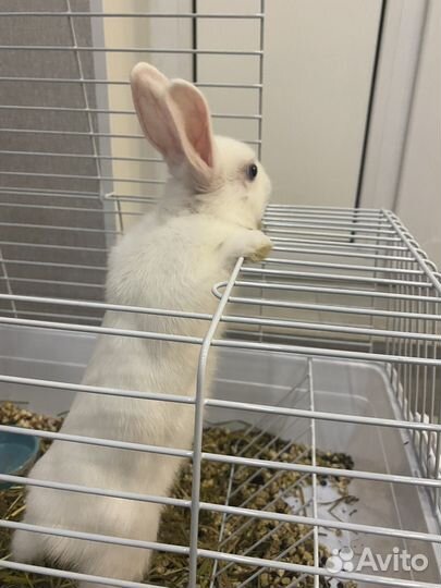 Кролик декоративный + клетка и корм