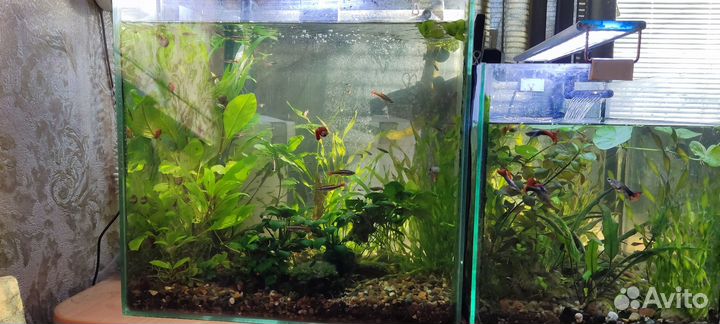 Аквариум в полном комплекте