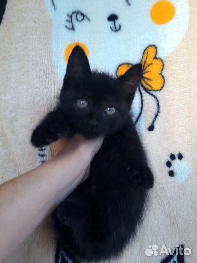 Котенок мальчик 2 мес забавный весельчак оптимист