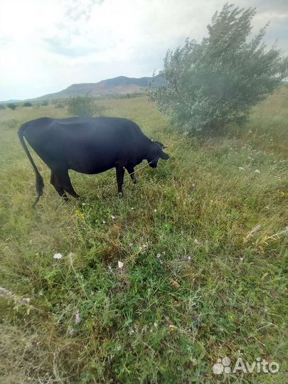 Корова/Телята