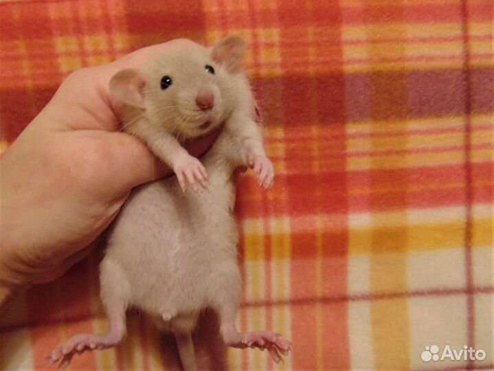 Крысы, крысята дамбо большой выбор, клетки