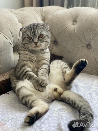 Вязка кота