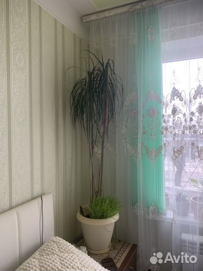 Пальма драцена