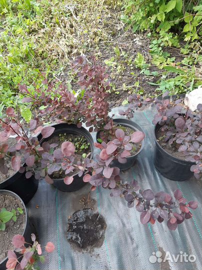 Барбарис краснолистный