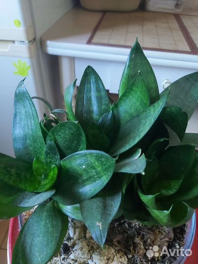 Сансевиерия