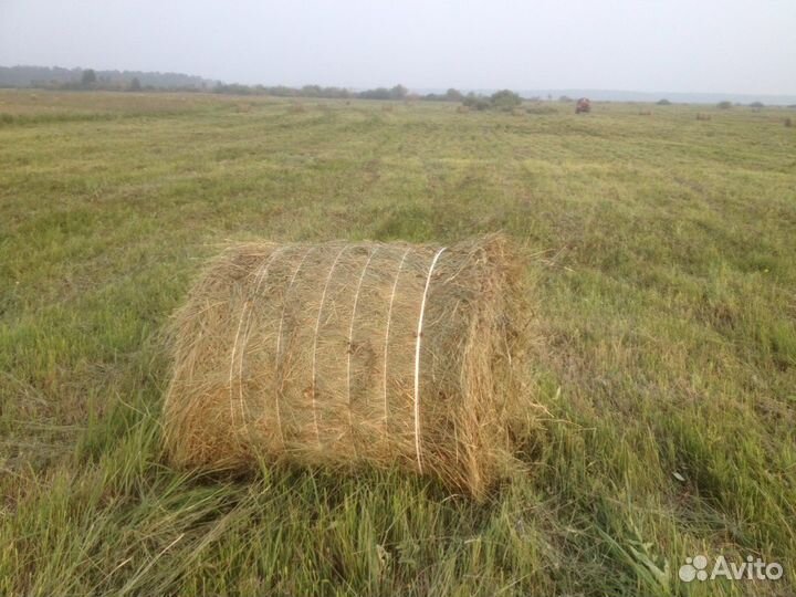 Сено в круглых рулонах