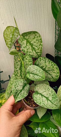 Сциндапсус Сильвер Клауд / silver cloud