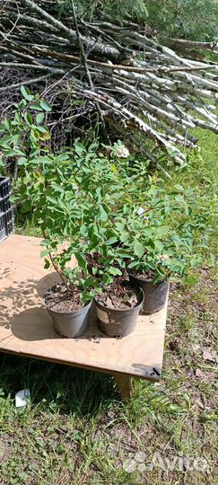 Спирея Вангутта