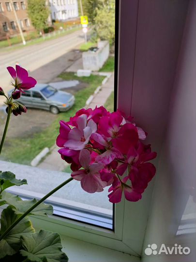 Пеларгонии (герань) сортовая, в ассортименте