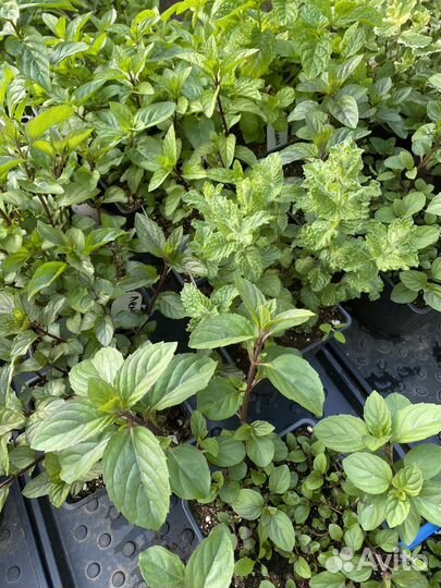 Мята сортовая