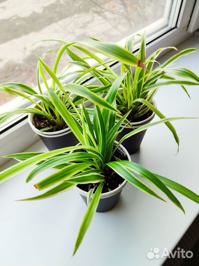 Хлорофитум