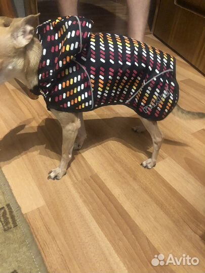 Одежда для маленьких и больших собак