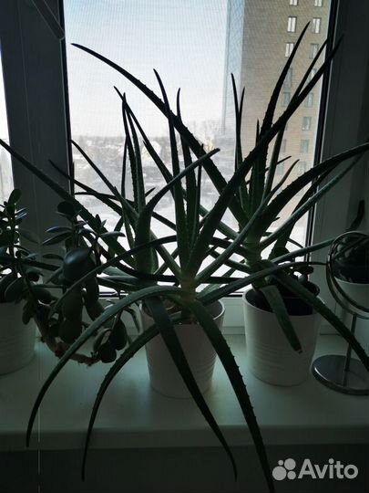 Денежное дерево толстянка крассула. Алоэ