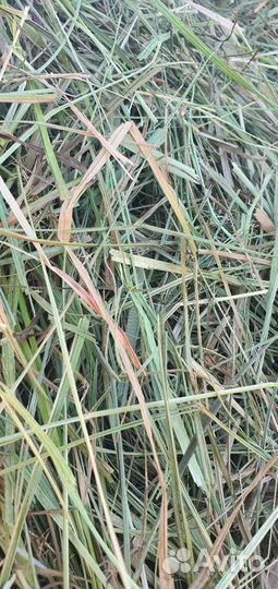 Сено свежескошенное 2023г в рулонах