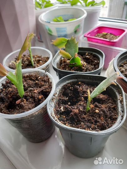 Комнатные цветы