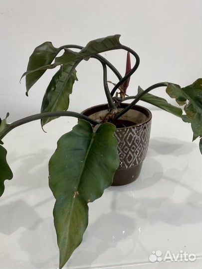 Филодендрон плуто