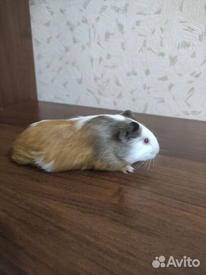 Морские свинки