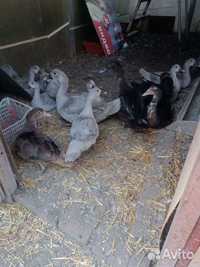 Индоутки и лавандовые индоутки