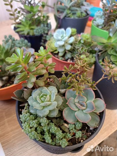 Суккуленты композиции