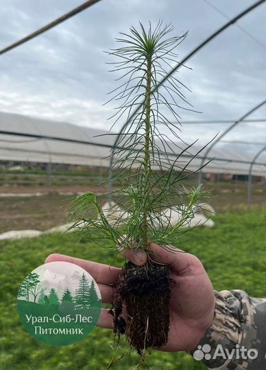 Зкс и окс Сосна Ель Лиственница сеянцы Голуб горн