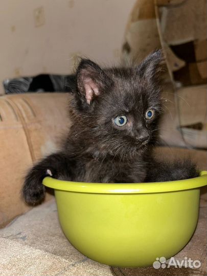 Кошки бесплатно