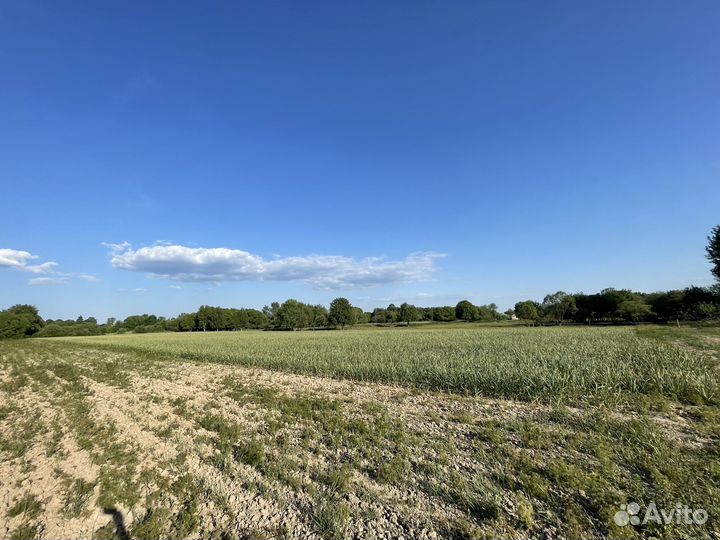 Чеснок Любаша для осенней посадки