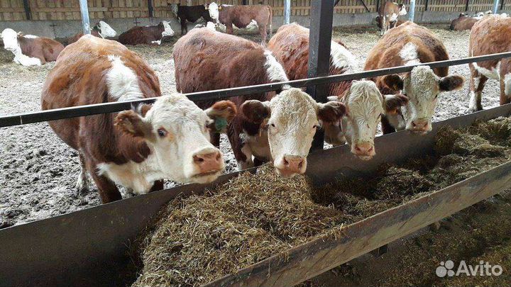 Продам тёлок Герефордской породы