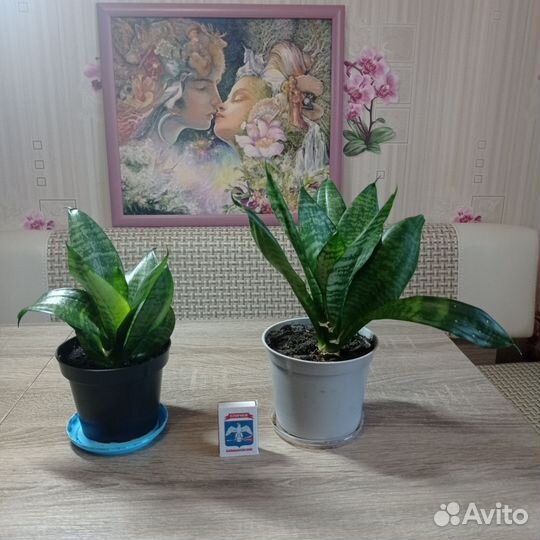 Сансевиерия ханни