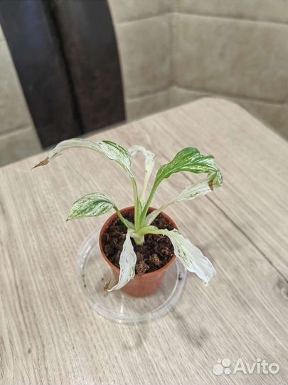 Комнатные растения