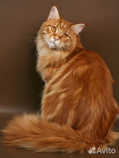Передержка для кошек