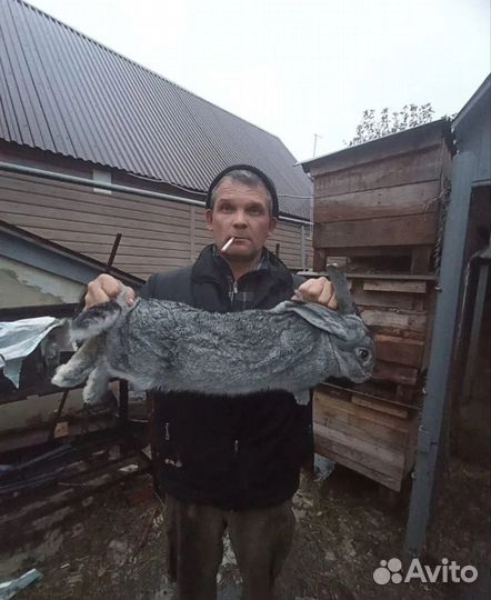 Кролики серый великан