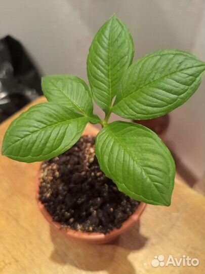 Аморфофаллус