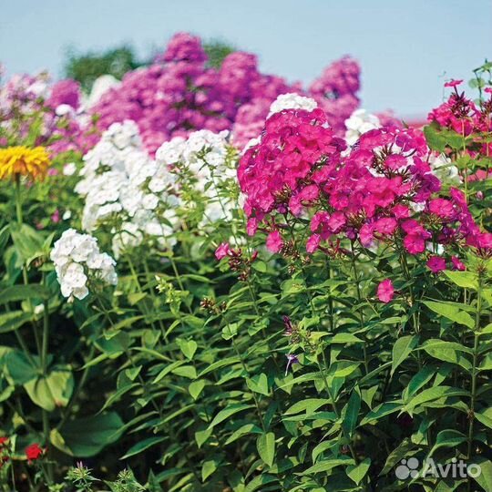 Флокс белый