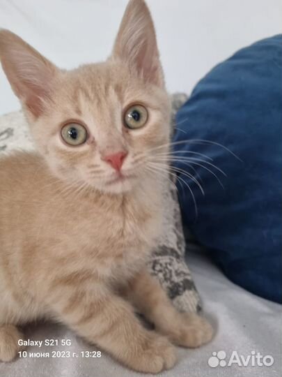 Котенок-мальчик в добрые руки