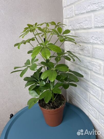 Комнатные цветы шефлера