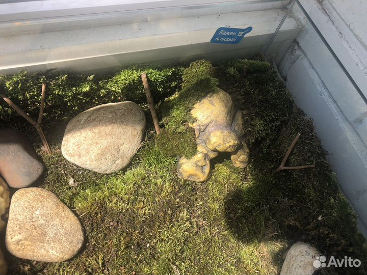 Террариум для рептилий