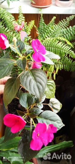 Бальзамин и королевская герань