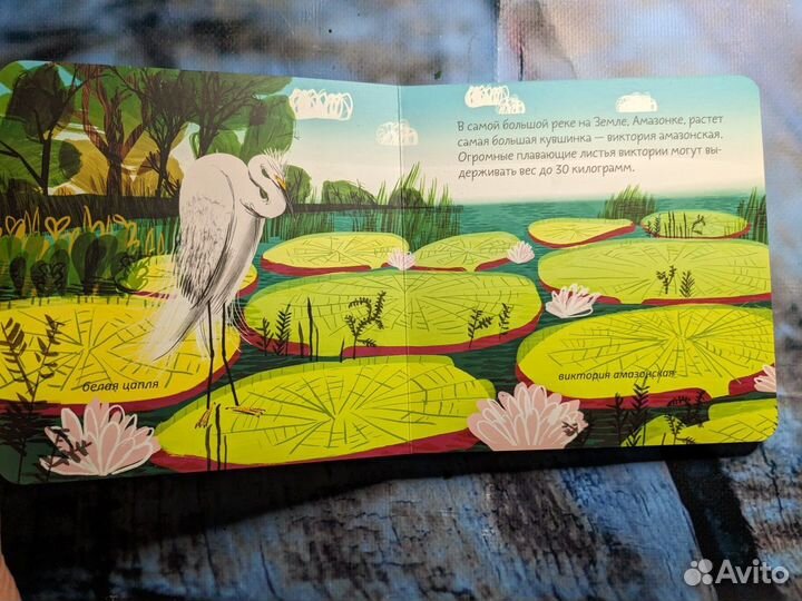 Книжка малышка Анна Веркина Джунгли